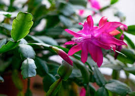 Water your christmas cactus when the top inch of the soil is dry. How To Care For Christmas Cactus Homestead Acres