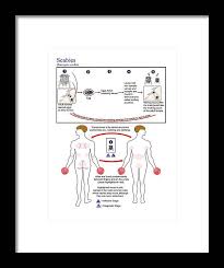 Image result for Sarcoptes scabiei life cycle
