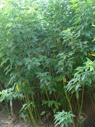 Image result for Cajanus cajan