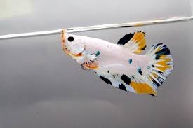 A List Of All The Types Of Betta Fish And The Unique Characteristics Of Each Fish Type Typebettafish Koi Betta Betta Fish Betta Fish Types