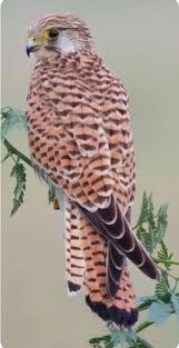 Pin By Ana Tamaura On Aves Beautiful Birds Animals Beautiful Birds