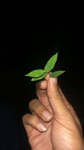 Image result for Pseudechinolaena polystachya