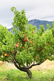 In fact, the word persica means from persia. How To Plant Grow Prune And Harvest Peaches And Nectarines Harvest To Table