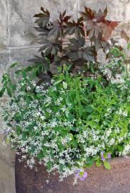 Euphorbia hypericifolia diamond frost plant. Euphorbia Diamond Frost Wisconsin Horticulture
