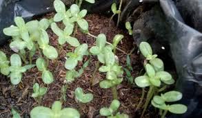 Begitu bunga matahari mulai, mereka bisa mentolerir kekeringan selayaknya tanaman yang nenek moyangnya tumbuh dengan bahagia … 8 Cara Menanam Bunga Matahari Terlengkap 2021 Terbukti Bisa Panen