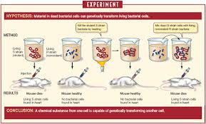 1 Griffith S Experiment Background Avery Macleod Mccarty Microbiologia Experimentos Biologia