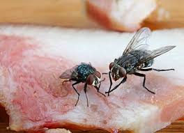 Which brand has the largest assortment of pest control at the home depot? Arrow Pest Control Arrownj Twitter