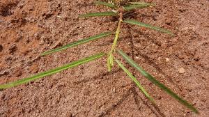 Image result for Chamaecrista gracilior