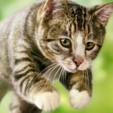 Maybe you would like to learn more about one of these? Ini Alasan Kucing Suka Mengikuti Kita Ke Kamar Mandi Citizen6 Liputan6 Com