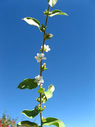 Image result for Seddera suffruticosa