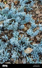 Image result for Caputia