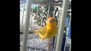 Maybe you would like to learn more about one of these? Descargar Mp3 Canto De Canario Criollo Gratis Mp3bueno Site