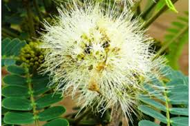 Image result for Albizia adianthifolia × gummifera