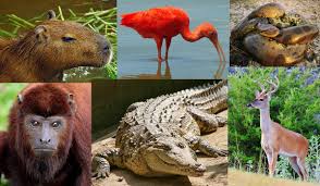 Flora y fauna
