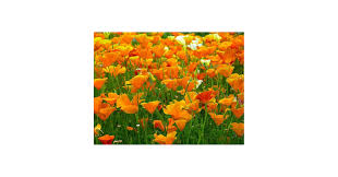 Image result for Eschscholzia