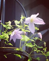 みんなの趣味の園芸