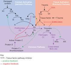 Image result for Anticoagulation Pathway