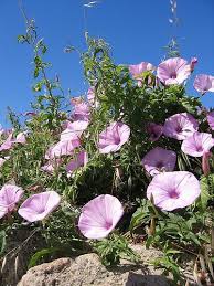 Image result for Convolvulus goyderi
