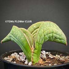 Image result for Sansevieria sinus-simiorum