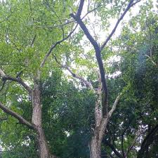 Image result for Cedrela