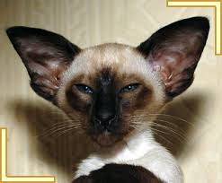 Seal Point Siamese Cats Kittens Foreign Whites And Siamese Kittens For Sale To Loving Homes Siamese Cats Oriental Shorthair Cats Cats