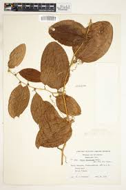 Image result for Smilax anceps