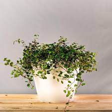 One response to help my angel vine/maidenhair vine!. Buy Angel Vine Muehlenbeckia Online Garden Goods Direct