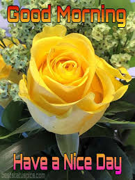 Good morning images with rose. 51 Beautiful Good Morning Yellow Rose Images Hd 2021 Best Status Pics