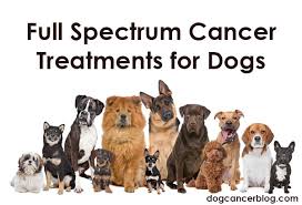 Life expectancy and survival rates for metastatic lung cancer. Metastasis Archives Dog Cancer Blog