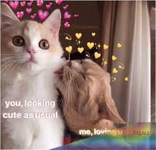 Pin By Dashenka On Cat Memes Cute Love Memes Cute Cat Memes Funny Cat Gifts