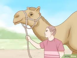 How do i get it? How To Care For A Camel With Pictures Wikihow