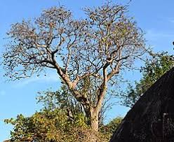 Image result for Sterculia africana