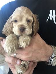Solid chocolate, chocolate merle, chocolate sable, chocolate & white, chocolate tan dapple, chocolate tan, blue tan, blue tan dapple, blue cream dapple, isabelle tan, isabelle tan dapple. American Cocker Spaniel Puppies For Sale Little Elm Tx 314894