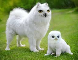 39 Unexpected Animal Hybrids That Would Be Hilarious In Real Life Animal Mashups Weird Animals Funny Animals