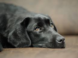 Check spelling or type a new query. Common Things In Your Home That Could Poison Your Pet
