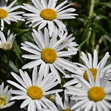 Nice and sunny with light winds. Lucille Grace Shasta Daisy Leucanthemum X Superbum Lucille Grace In Milwaukee Racine Waukesha Green Bay Oconomowoc Wisconsin Wi At Stein S Garden Home
