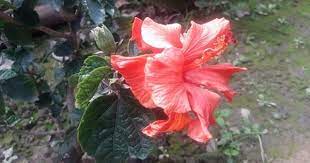 How To Grow Hibiscus Guhal From Cuttings Hindi Plant Cuttings Flowers Hibiscus