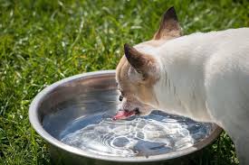 Oh No Little Black Worms In My Dog S Water Dish Joypetproducts
