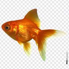 Pin By Ricky Greenleaf Payne On Gold Fish Png Golden Fish Photoshop Backgrounds Free Goldfish