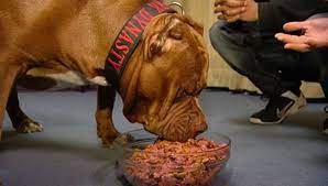Available sizes one of the puppy food for pitbulls that recommended by a veterinarian, greedily eaten by dogs. What Is The Best Dog Food For Pitbull Puppies Pitbull Food Best Dog Food Dog Food Recipes