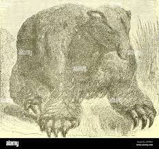 The museum of natural history, with introductory essay