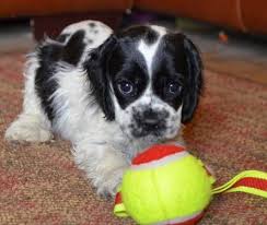 The cocker spaniel is cheerful, sweet and charming when socialized well as a puppy. Pin By Debbie Mcmannis On Puppies Kittens Etc Cocker Spaniel Puppies Spaniel Puppies For Sale Cocker Spaniel
