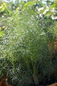 Image result for Anethum graveolens