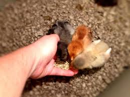 It's definitely a commitment but the reward is great. Backyard Chickens 101 The Imperfectly Happy Home