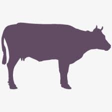 Holstein Friesian Cattle Vector Graphics Angus Cattle Free