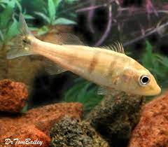Premium New And Rare Azul Peacock Bass Cichlid Can Grow To Be Very Large