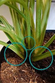 Water when the soil or potting mix has dried at. Aglaonema Chinese Evergreens Guide Our House Plants