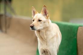 Jindo Korea S National Treasure Dog Ideas