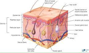 Integumentary System Diagram Quizlet