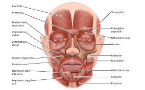 Face Muscle Anatomy Photograph By Maurizio De Angelis Science Photo Library